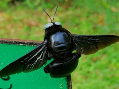 Xylocopa tenuiscapa