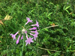 Tulbaghia violacea