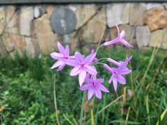 Tulbaghia violacea