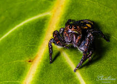 Carrhotus viduus