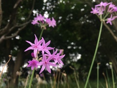 Tulbaghia violacea