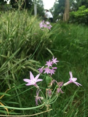Tulbaghia violacea