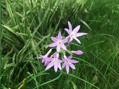 Tulbaghia violacea