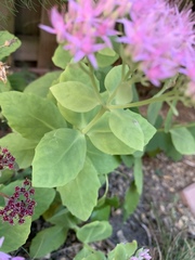 Hylotelephium spectabile