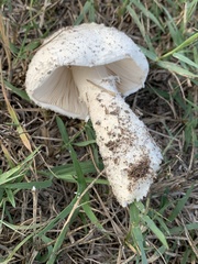 Saproamanita thiersii