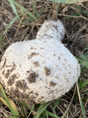 Saproamanita thiersii