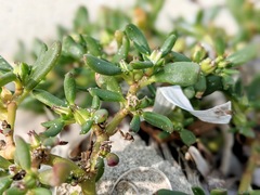 Sesuvium maritimum