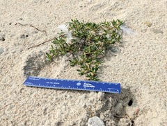 Sesuvium maritimum