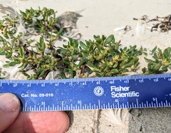 Sesuvium maritimum