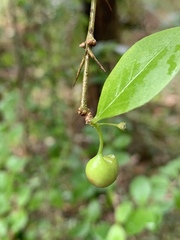 Canthium spinosum