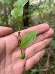 Canthium spinosum