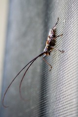 Monochamus titillator