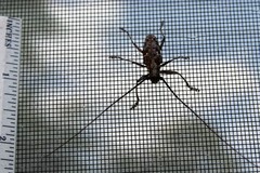 Monochamus titillator