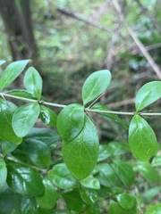 Canthium spinosum