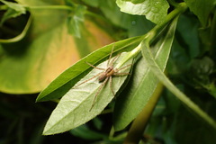 Pardosa laura