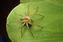 Pardosa laura