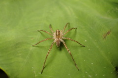 Pardosa laura