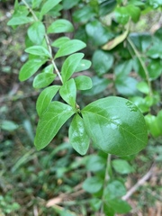 Canthium spinosum