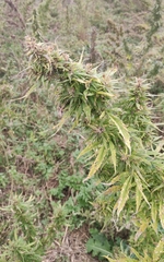 Cannabis sativa spontanea