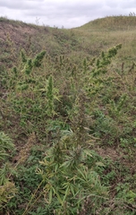 Cannabis sativa spontanea