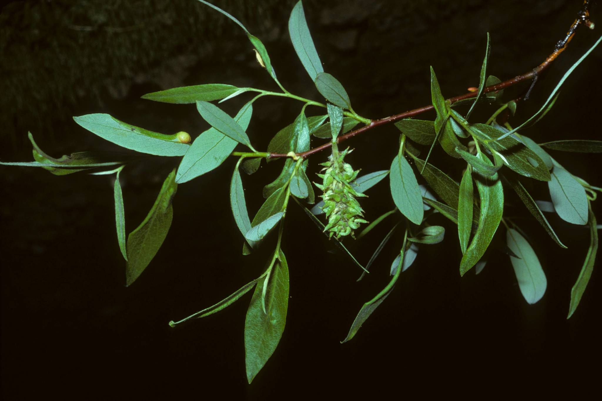 Salix jepsonii