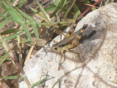 Boopedon flaviventris