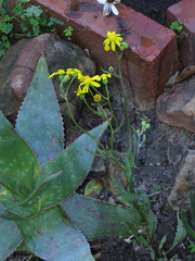 Senecio littoreus littoreus