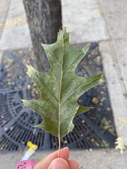Ulmus americana