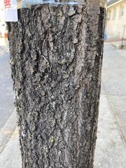 Ulmus americana