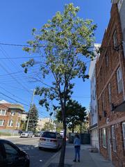 Ulmus americana