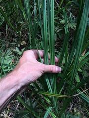 Carex lacustris