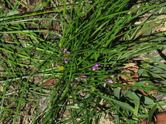 Romulea rosea australis