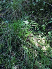 Carex interior