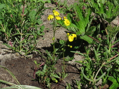 Senecio littoreus littoreus