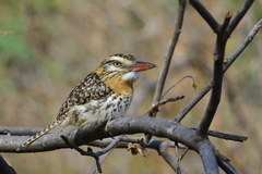 Nystalus maculatus