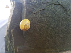 Cepaea