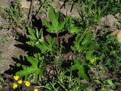 Pelargonium citronellum