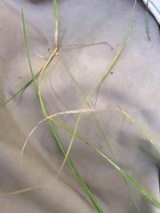 Carex interior