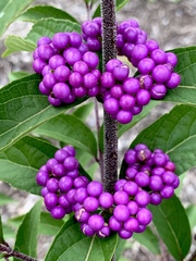 Callicarpa dichotoma