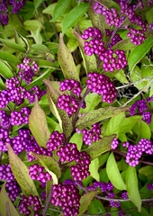 Callicarpa dichotoma