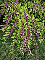 Callicarpa dichotoma