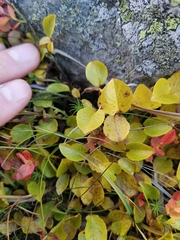 Salix herbacea