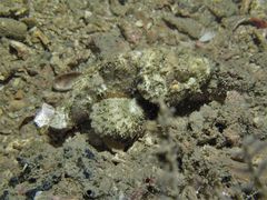 Scorpaenopsis macrochir