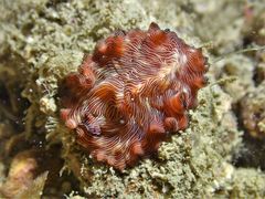 Pseudobiceros fulgor