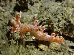 Bornella hermanni