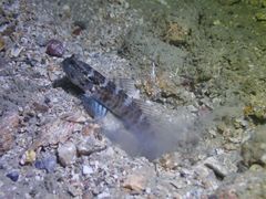 Cryptocentrus sericus