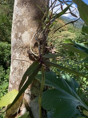 Epidendrum laucheanum