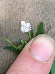 Epilobium glandulosum