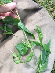 Epilobium glandulosum