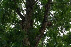 Melanerpes carolinus